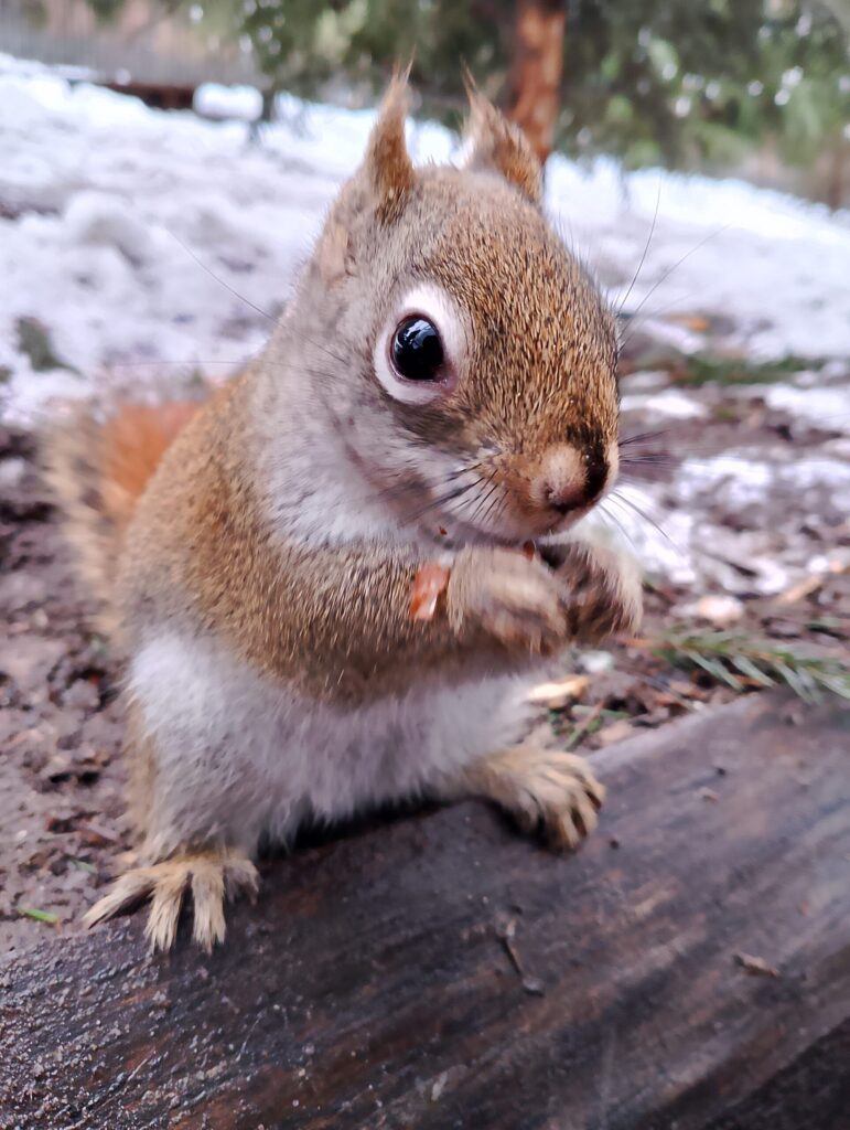 Papugarnia mazury