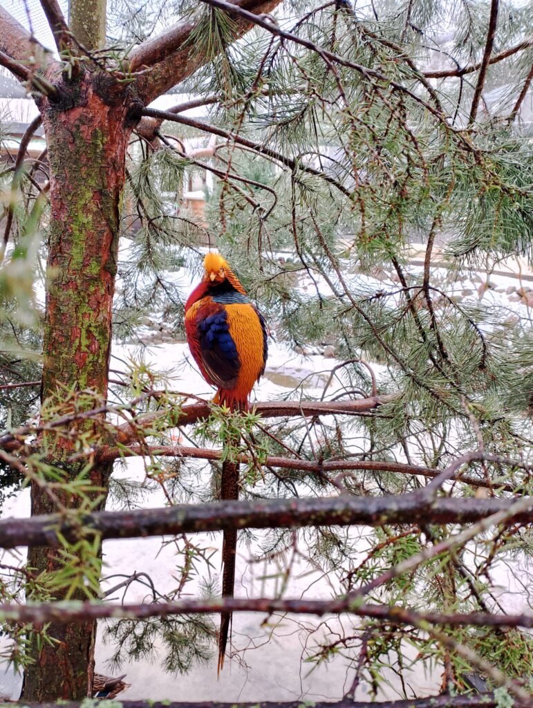 Papugarnia mazury