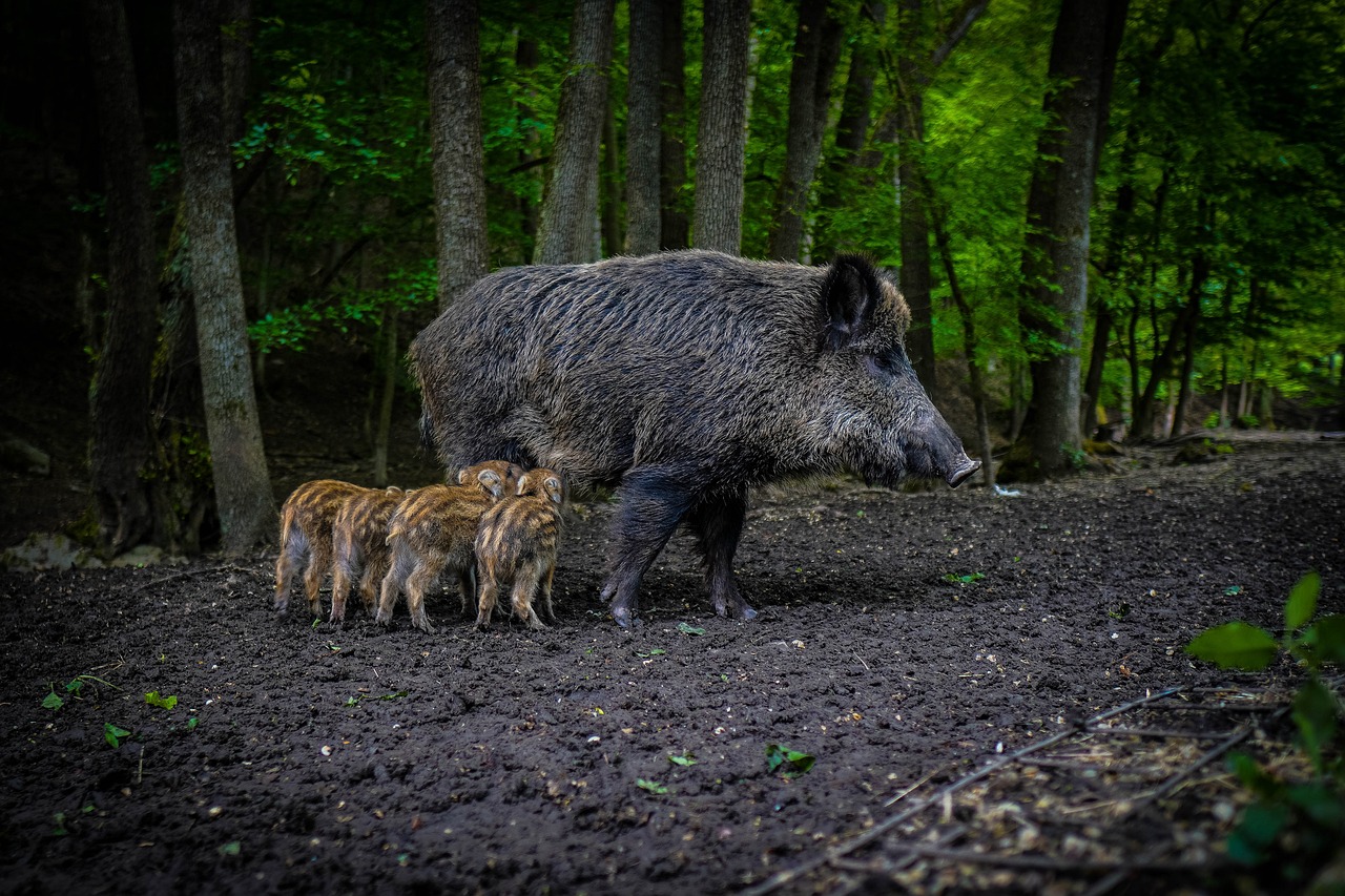 Jak sie zachować przy spotkaniu z dzikiem