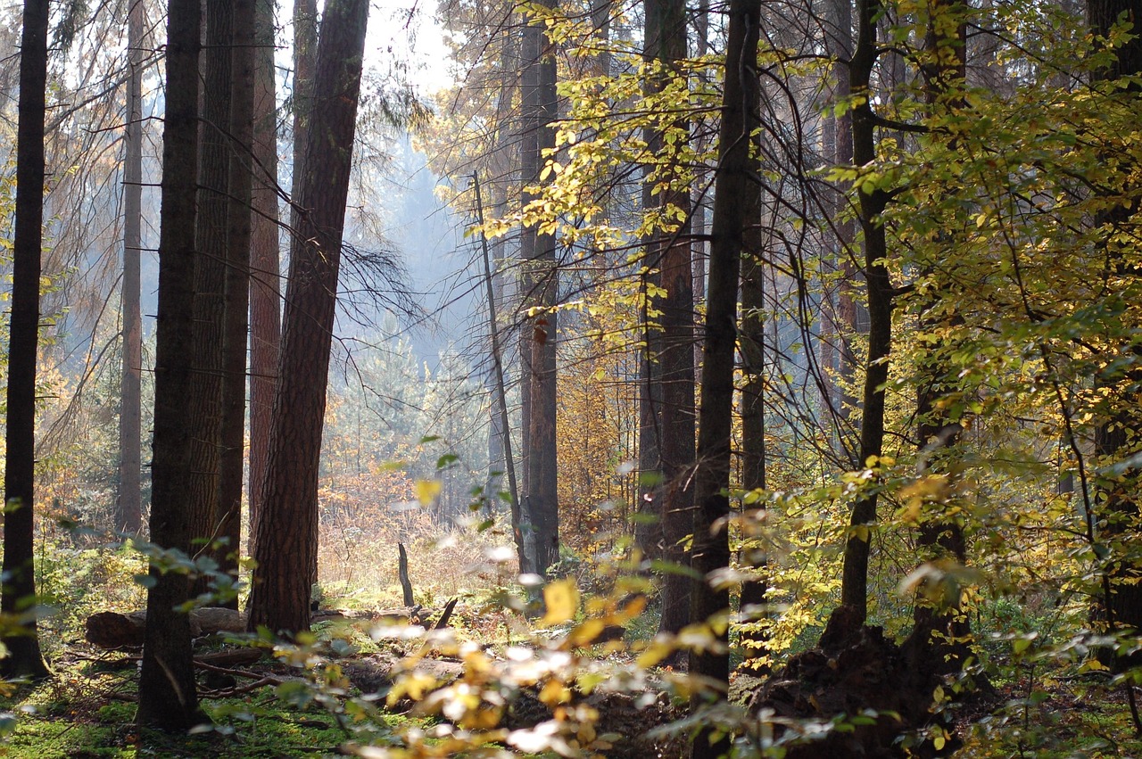 Pisz las puszcza Mazury