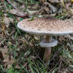 Gdzie na Grzyby Giżycko