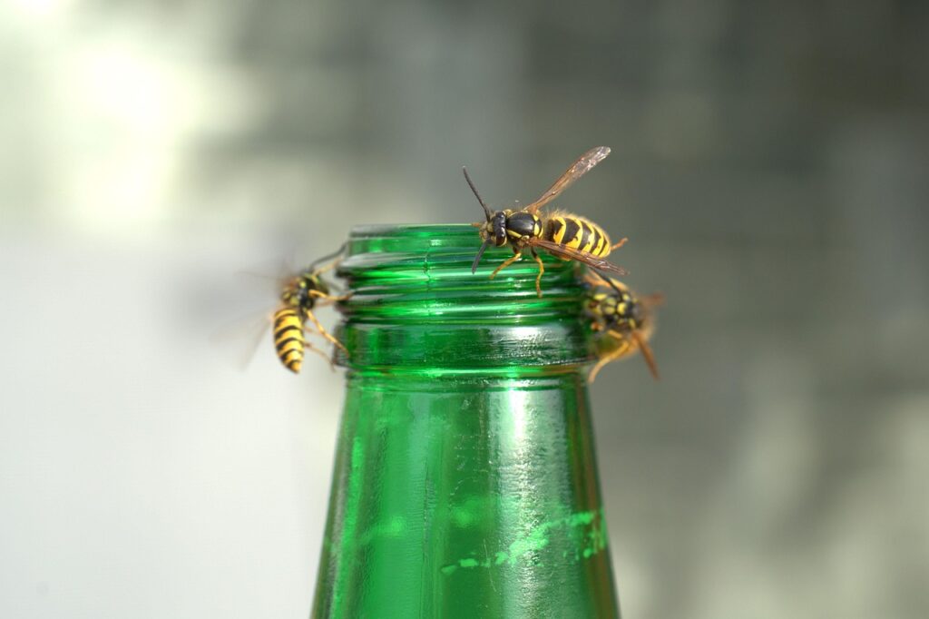Jak się zachowywać przy osach