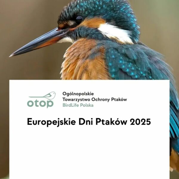 europejskie dni ptakow
