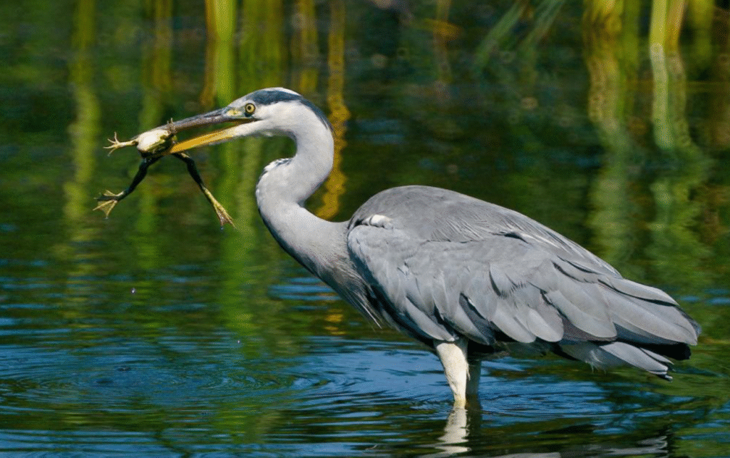 Czaple online z Giżycka. Leśnicy zapraszają na transmisję natury