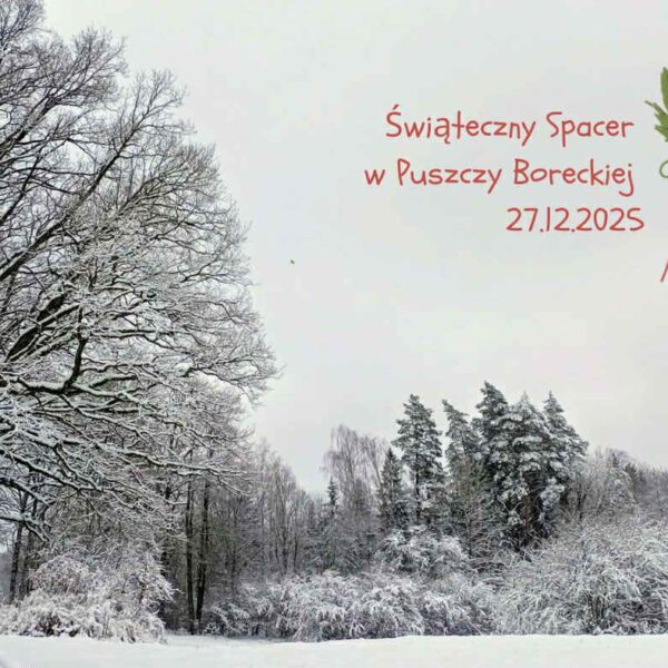 Świąteczny spacer w Puszczy Boreckiej. Zimowa wędrówka do królewskiego dębu📅 27.12.2025📍 Puszcza Borecka