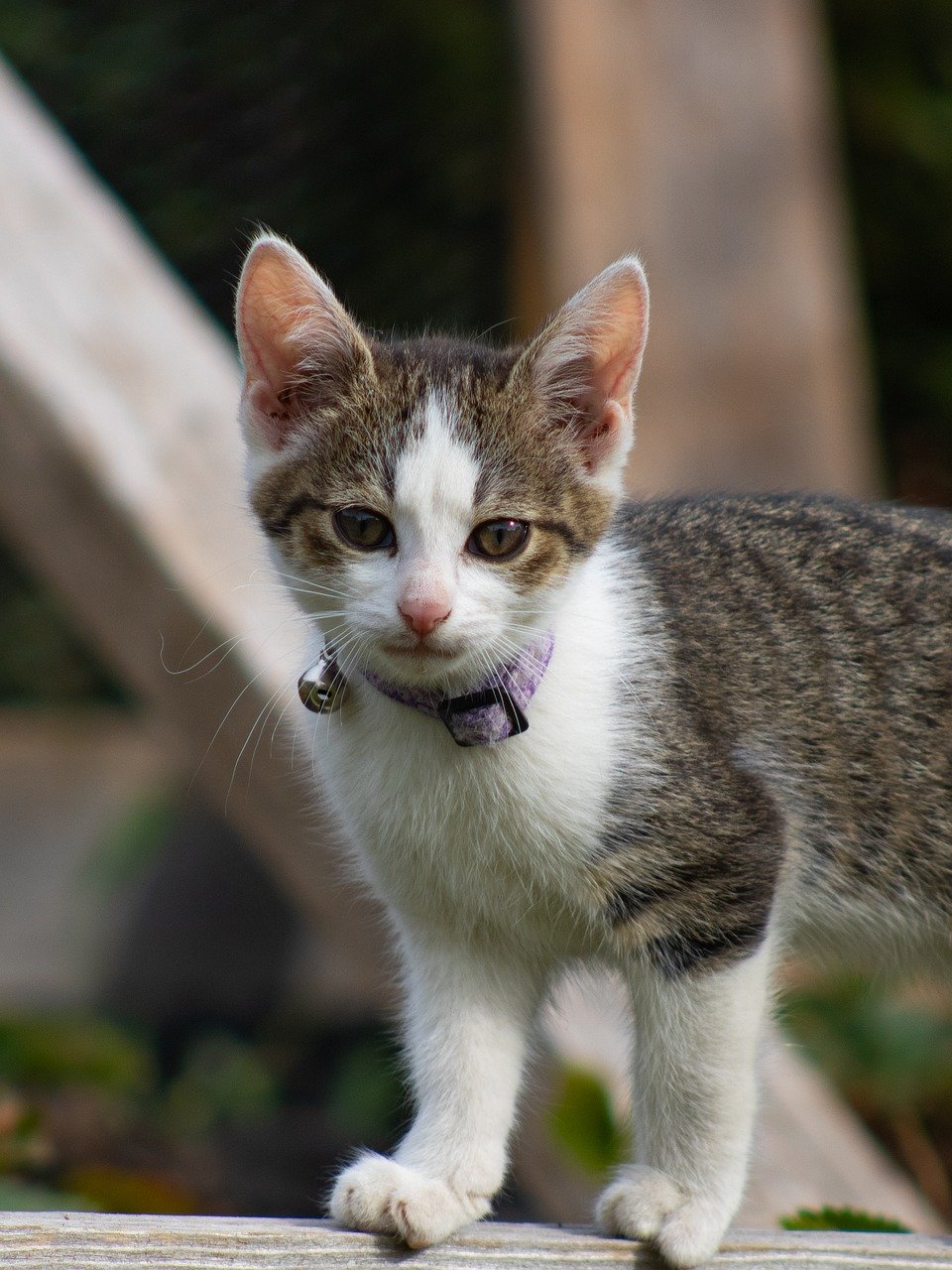 Koty na zewnątrz – to ryzyko, ale jeśli już wypuszczasz, ogranicz niebezpieczeństwo