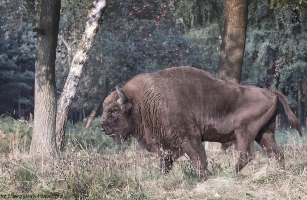 Żubr w Puszczy Boreckiej