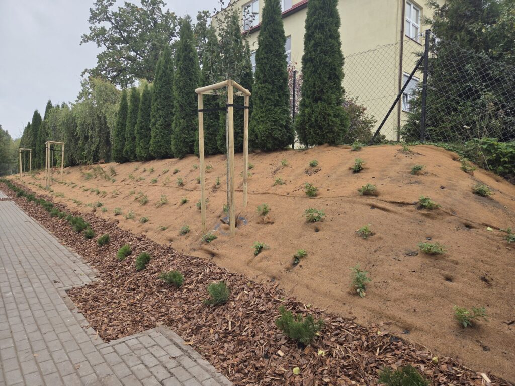 Nowe drzewa i rośliny na zrekultywowanej skarpie przy Szkole Podstawowej w Rynie